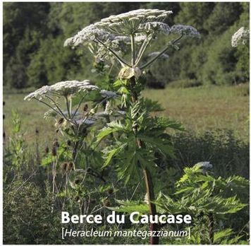 berces du Caucase et sphondyle