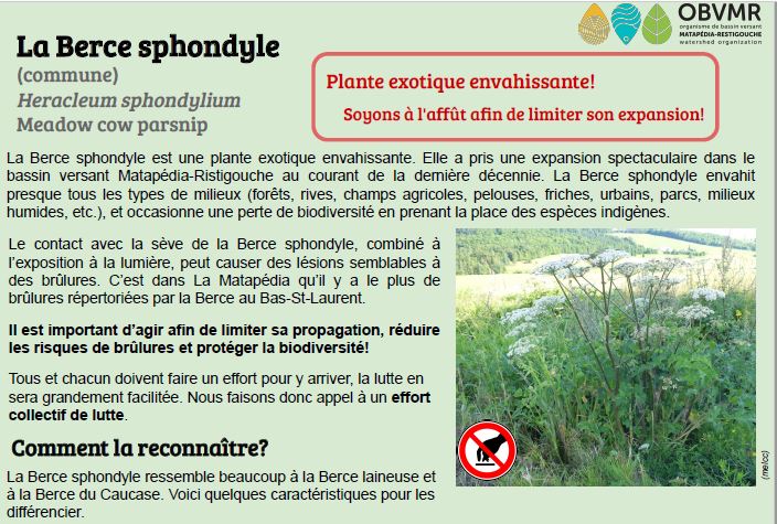 Berce Sphondyle