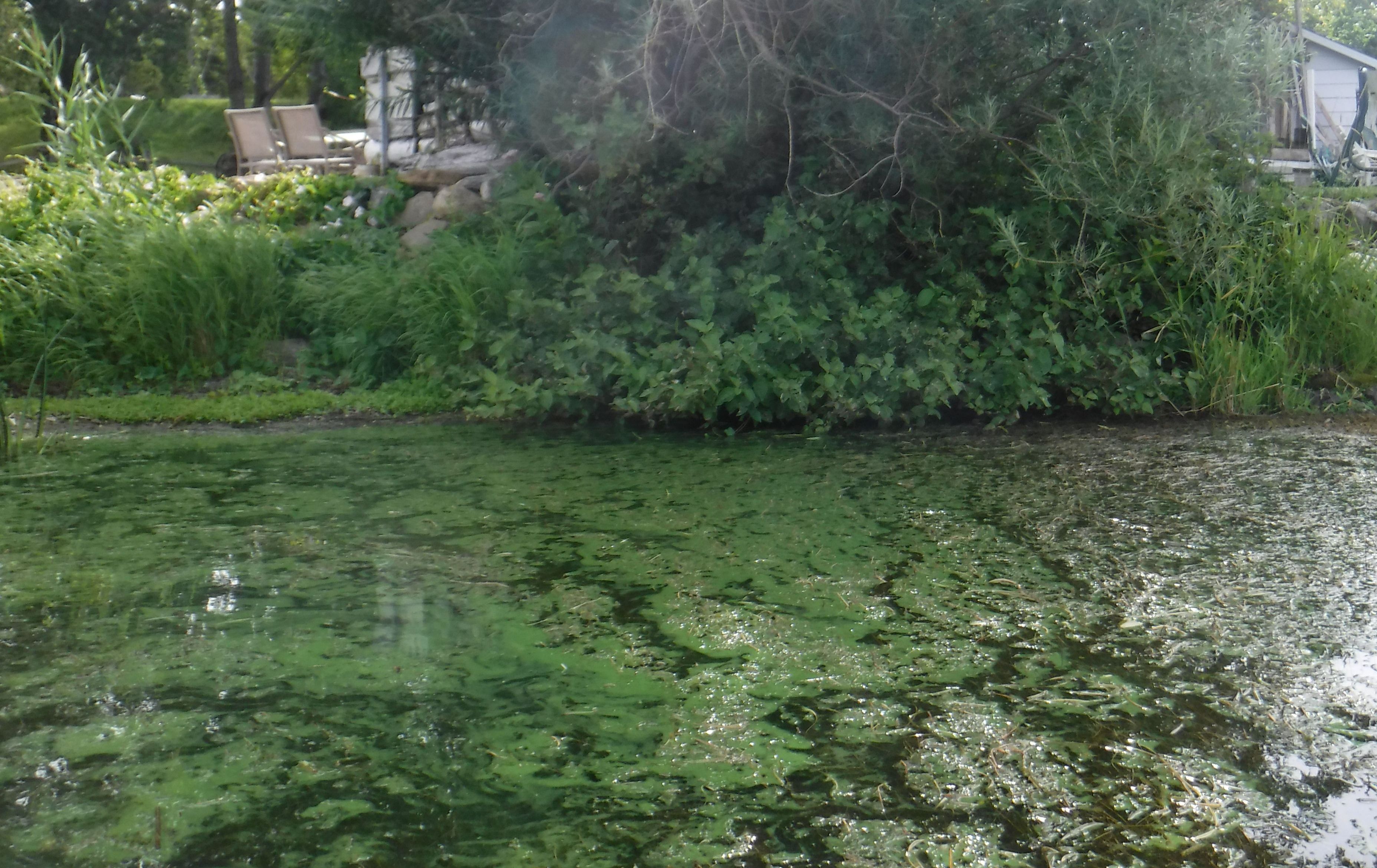 Les cyanobactries (algues bleu-vert)